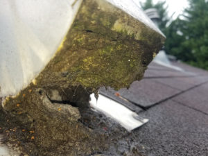 A close up of a roof with moss on it that may require chimney or dryer vent services.