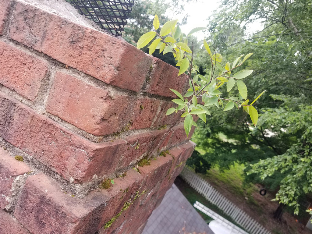 A brick chimney with a plant growing out of it, requiring chimney services.